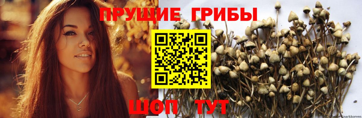 Юрга  Псилоцибиновые грибы прущие грибы  Вход с VPN 